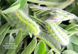 Attēlu rezultāti vaicājumam “Zygaena viciae”