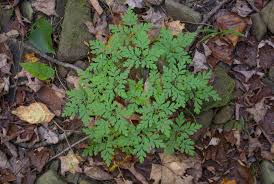 Attēlu rezultāti vaicājumam “Geranium robertianum leaf”