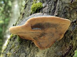 Attēlu rezultāti vaicājumam “Phellinus alni”