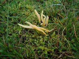 Attēlu rezultāti vaicājumam “Clavaria sphagnicola”