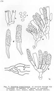 Attēlu rezultāti vaicājumam “Enerthenema papillatum young”