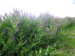 Attēlu rezultāti vaicājumam “Galega orientalis bud”