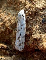 Attēlu rezultāti vaicājumam “Coscinia cribraria”