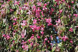 Attēlu rezultāti vaicājumam “Malus purpurea”