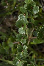 Attēlu rezultāti vaicājumam “Betula nana”