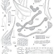 Attēlu rezultāti vaicājumam “Cinclidotus danubicus”