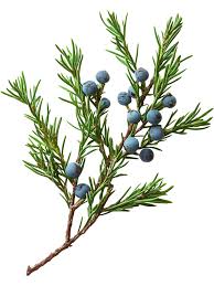 Attēlu rezultāti vaicājumam “Juniperus communis fruit”