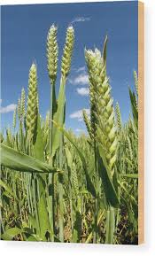 Attēlu rezultāti vaicājumam “Triticum aestivum”