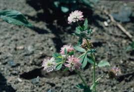 Attēlu rezultāti vaicājumam “Trifolium spadiceum fruit”