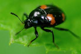 Attēlu rezultāti vaicājumam “Scaphisoma sp.”