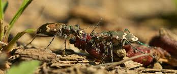 Attēlu rezultāti vaicājumam “Cicindela hybrida”