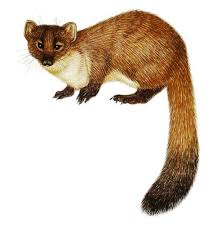 Attēlu rezultāti vaicājumam “Martes martes”