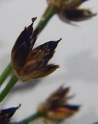 Attēlu rezultāti vaicājumam “Juncus articulatus”