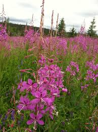 Attēlu rezultāti vaicājumam “Onagraceae”