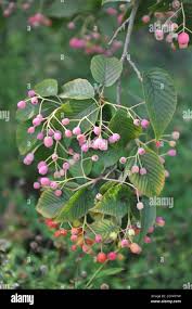 Attēlu rezultāti vaicājumam “Sorbus alnifolia fruit”