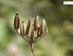 Attēlu rezultāti vaicājumam “Chaerophyllum aromaticum”