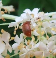 Attēlu rezultāti vaicājumam “Cychramus luteus”
