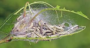Attēlu rezultāti vaicājumam “Yponomeuta evonymella imago”