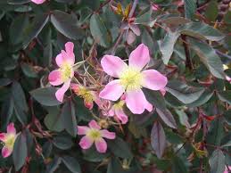 Attēlu rezultāti vaicājumam “Rosa glauca flower”