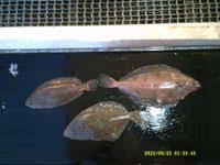 Image result for Glyptocephalus cynoglossus