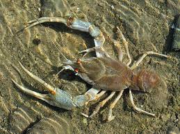 Attēlu rezultāti vaicājumam “Astacus leptodactylus”