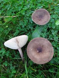 Image result for Melanoleuca rasilis var. pseudoluscina