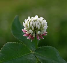 Attēlu rezultāti vaicājumam “Trifolium hybridum flower”