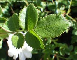 Attēlu rezultāti vaicājumam “Rosa subcanina leaf”
