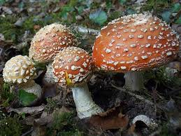 Attēlu rezultāti vaicājumam “Amanita muscaria”