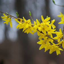 Attēlu rezultāti vaicājumam “Forsythia intermedia flower”