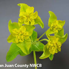 Attēlu rezultāti vaicājumam “Euphorbia virgata leaf”