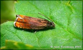 Attēlu rezultāti vaicājumam “Pammene rhediella”