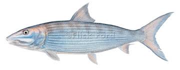 Image result for Albula vulpes