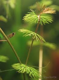 Attēlu rezultāti vaicājumam “Batrachium circinatum”