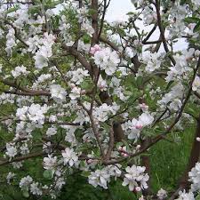 Attēlu rezultāti vaicājumam “Malus domestica flower”