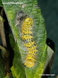 Attēlu rezultāti vaicājumam “Phalera bucephala larva”