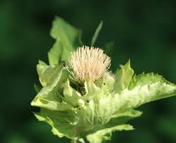 Attēlu rezultāti vaicājumam “Cirsium oleraceum flower”