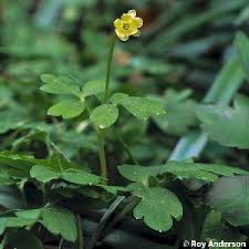 Attēlu rezultāti vaicājumam “Adoxa moschatellina flower”