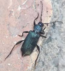 Attēlu rezultāti vaicājumam “Callidium violaceum”