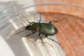 Attēlu rezultāti vaicājumam “Poecilus cupreus”