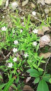 Attēlu rezultāti vaicājumam “Moehringia lateriflora flower”