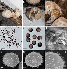 Attēlu rezultāti vaicājumam “Lignydium muscorum spores”