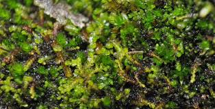 Attēlu rezultāti vaicājumam “Gymnocolea inflata”