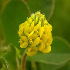 Attēlu rezultāti vaicājumam “Medicago lupulina”