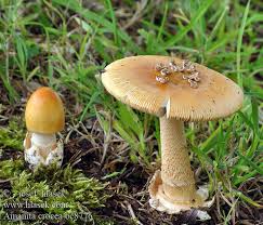 Attēlu rezultāti vaicājumam “Amanita crocea”