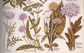 Attēlu rezultāti vaicājumam “Dipsacaceae”