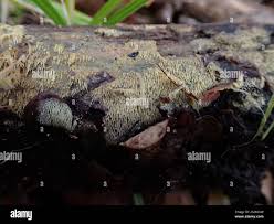 Attēlu rezultāti vaicājumam “Mycoacia fuscoatra”