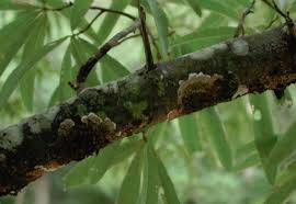 Attēlu rezultāti vaicājumam “Phleogena faginea sessile”