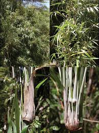 Attēlu rezultāti vaicājumam “Rhopalosiphum oxyacanthae”