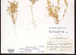 Attēlu rezultāti vaicājumam “Corispermum hyssopifolium”